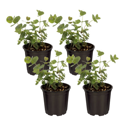 Live Aromatic and Edible Herb - Eucalyptus (4 Per Pack) - Assorted Varieties, Natural Air Purifier, 10" Tall by 3" Wide