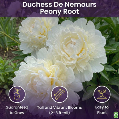 Duchess De Nemours Double White Peony Bulbs - Bare Root 3-5 Eyes, Delightful Fragrance | Peony Plants for Planting Outdoors