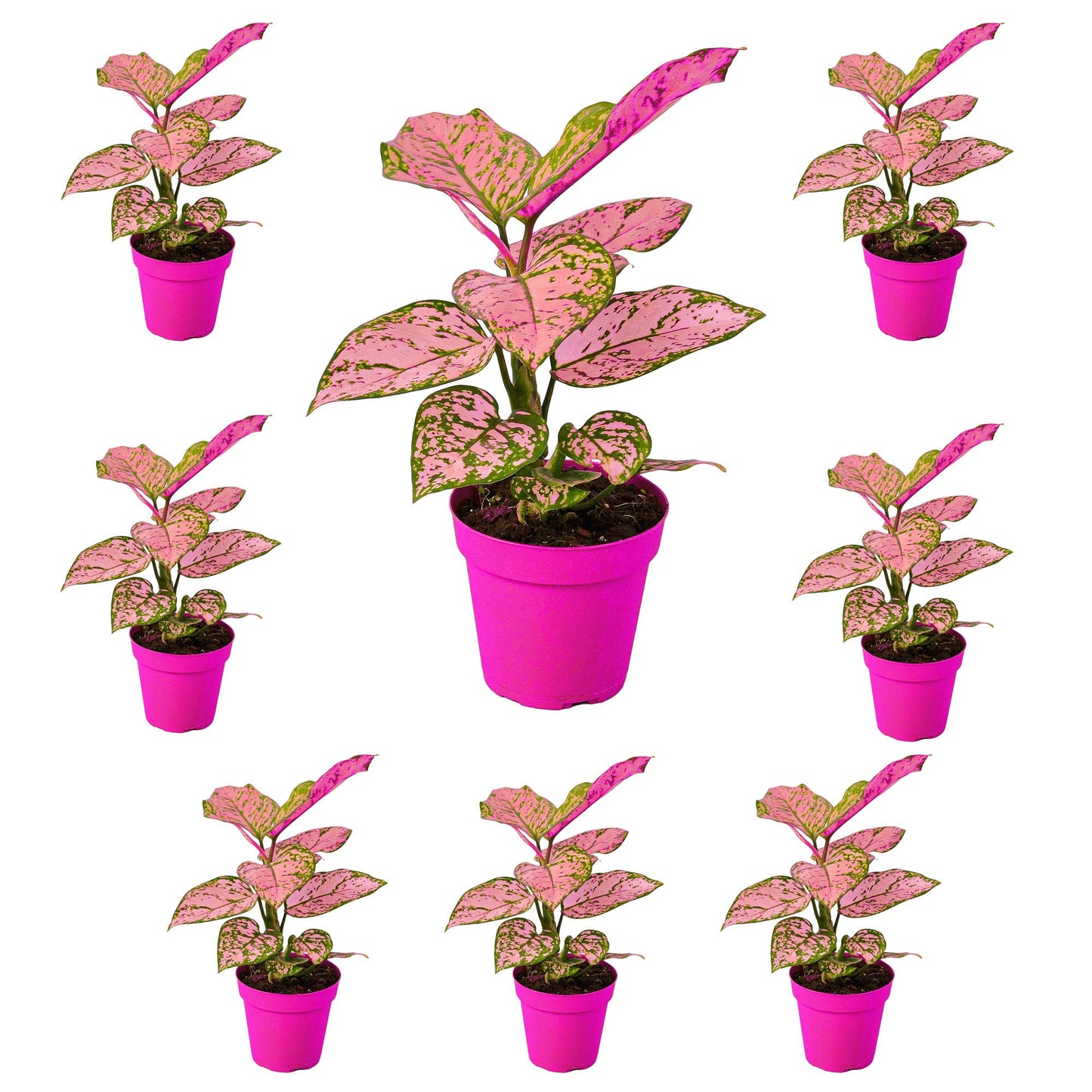 8 Pack Chinese Evergreen 'Lady Valentine' in 6in Pot - Live Plants Tropical Houseplants | Variegated | USA Growers | The Snobby Leaf