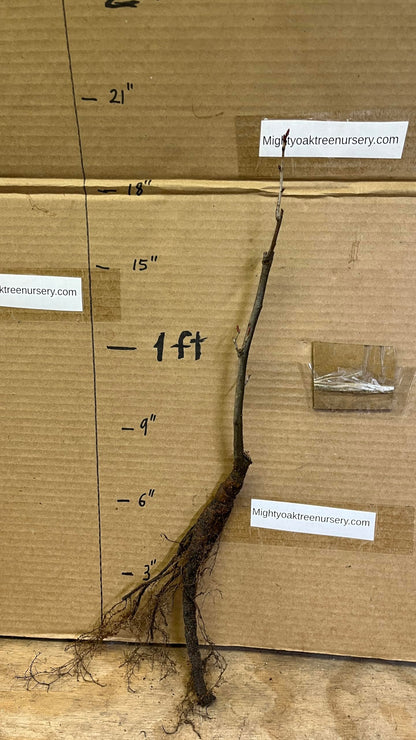6-12” 1 Year Old Tilia Americana Tree, (American Basswood) Bare Root