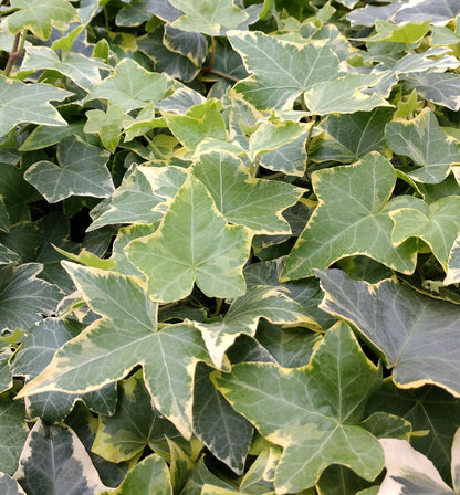 Golden English Ivy - Live Plant in a 4 Inch Pot - Hedera Helix - Beautiful Easy Care Indoor Air Purifying Houseplant Vine