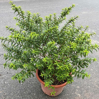2 Rare Small Leaf Guava Trees Live Plants for Outdoor Planting, 4 to 6" Starter Plant, Fragrant and Sweet Guava, Can Train As Bonsai