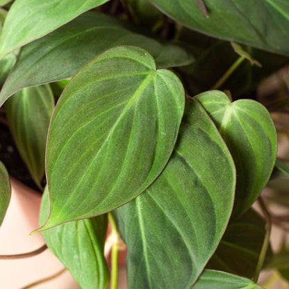 Philodendron 'Velvet' | Live Plant for Indoor & Outdoor | for Living Room, Office, Bathroom | (6" Pot)