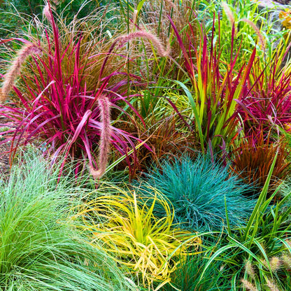 2 Grass Ornamental Grasses Seedlings, Live Grass Perennial Hardy Ornamental Plants, Outdoor Planting, 5-9" Tall (Mixed)