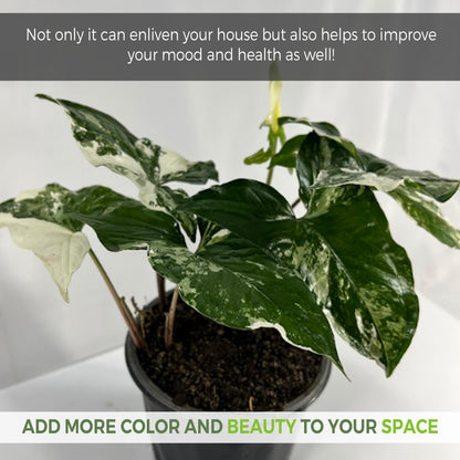 LEAL PLANTS ECUADOR Syngonium Podophyllum Albo Variegated - Elephant Ear House Plant|Syngonium Live Plant Variegated Live Houseplant| Perfect for Home Decor, Unique Gift for Plant Lover