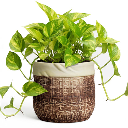 Teagas 6 Inch Plant Pot - Ceramic Pots for Plants with Drainage Hole and Plug, Unique Plant Pots for Indoor Outdoor Plants, Round Planter, Room Home Decor, Gifts for Plant Lovers, Brown
