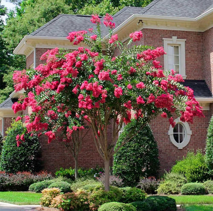 Crape Myrtle Tonto | 1 Extra Large Trade 3 Gallon Plant | Lagerstroemia 'Tonto' | Hardy Fuchsia Blooms | Compact Growth