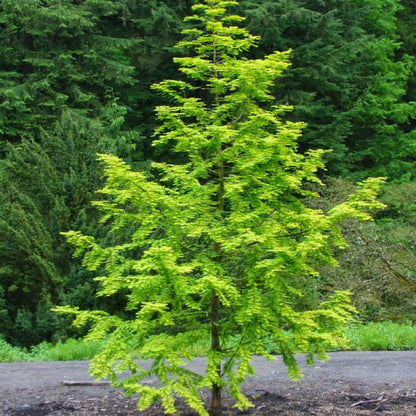 Live Plant - Dawn Redwood Tree - Live Plant - 8-12" Tall Seedling - Quart Pot - Ships Potted