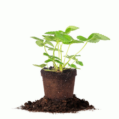 Perfect Plants Eversweet Everbearing Strawberry 1 Gallon | Live Fruit Bush for Sweet Berries All Summer Long | Perfect for Home Gardens