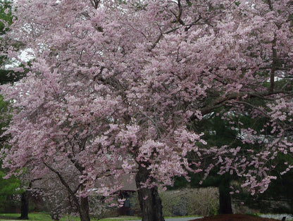 Live Plant - Autumnalis Flowering Cherry Tree - Live Plant - 6-12" Tall
