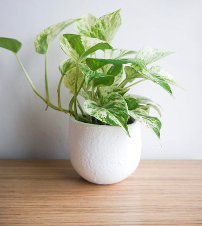Marble Queen Pothos Plant in 4 Inch Planter Pot for Plants, Low Light Plants Live Houseplants, Pothos Live Plant Decor, Live Plants Indoor Plants Live Houseplants Live Indoor Plants by Plants for Pets