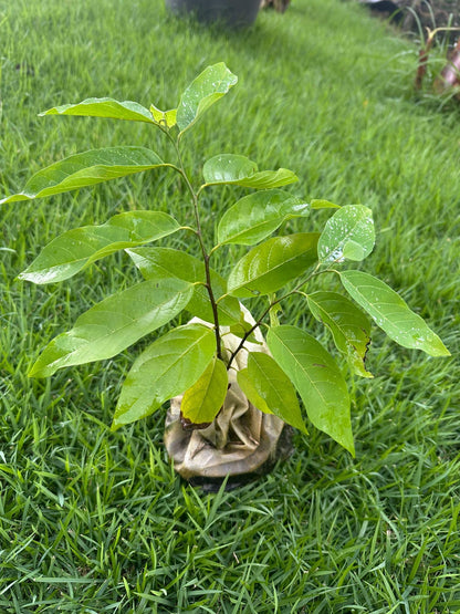 Red Custard Apple Tree – 8–12 in Live Tropical Fruit Tree Seedling (Annona reticulata L) | Naturally Grown from Seed | Sweet, Creamy Red-Fleshed Fruit | Rare Fast-Growing Live Plant