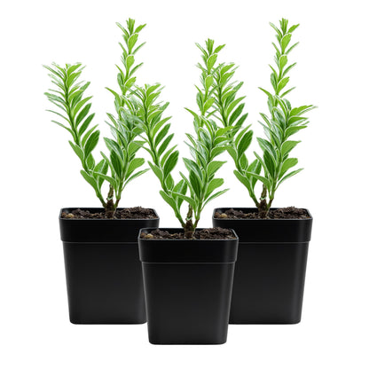 Variegated Boxwood Bonsai Starter Plant, Live Buxus Evergreen Shrub, Container Patio Accent Garden Plant 2 Inch Pot (1)