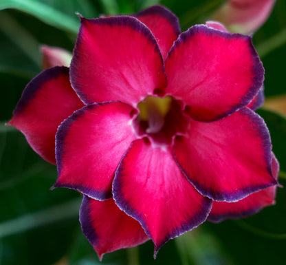 100 Desert Rose Seeds for Planting Mixed Color Ready to Grow Adenium Obesum Seed Exotic Succulent Colorful Bonsai Plant Tropical Rose Flower Planting Non-GMO Heirloom (100, Seeds)