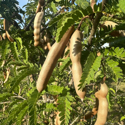 Live Tamarind Tree Plant, Edible Tropical Fruit Tree, 2-3 Ft Tall, Perennial Tropical Fruit Tree for Garden