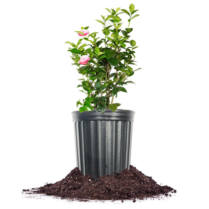 Perfect Plants Pink Perfection Camellia Bush 1 Gallon | Live Shrub for Outdoor Planting | Evergreen Foliage Stays Green All Year Long | Beautiful Pink Flowers in Spring
