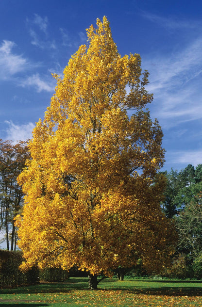 Tuliptree, 1 Gallon Live Nursery Pot, Fast-Growing Flowering Shade Tree | Arbor Day Foundation (Due to Agricultural Laws, Unavailable to CA or AZ)