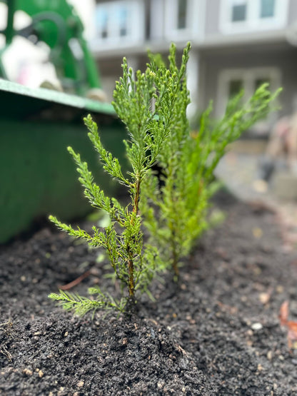 5 Live Giant Sequoia Tree Sapling (Approx. 1'-1.5' Tall)- Nature’s Giant in Your Backyard