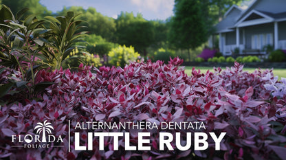 Alternanthera Little Ruby | 10 Live Plants | Alternanthera Dentata | Vibrant Foliage | Low Maintenance | Garden & Patio Decor | Fast Growing Groundcover | Outdoor Landscaping Shrub