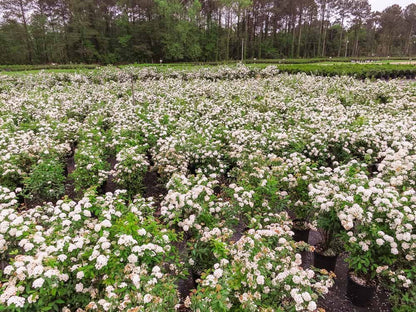 Bridal Wreath Spirea - Size: 1 Gallon, Live Plant, Includes Special Blend Fertilizer & Planting Guide