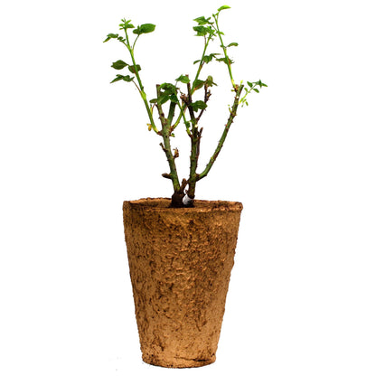 Eden Climbing Rose, 1.5 Gal Potted Live Plant, Reblooming Pink Flowers, Own Root, 12 ft Climber, Zones 5-9, Stargazer Perennials