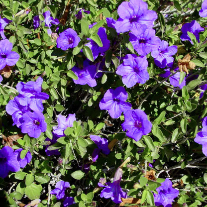 6 Mexican Petunia Live Plants, Vibrant, Low-Maintenance Perennial Flowers, 4-7 Inches, Garden or Containers Growing (Purple Showers)