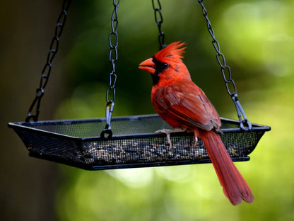 Hanging Bird Feeder Tray Platform Metal Mesh Seed Tray for Bird Feeding Outdoor Garden Decoration for Backyard Attracting Wildbirds