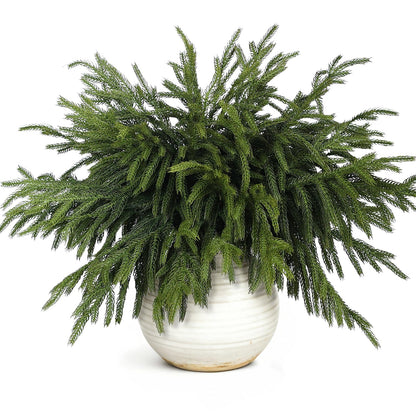 20 Pcs Christmas Norfolk Pine Branches -18" Real Touch Artificial Norfolk Pine Branch Faux Plants Stem Fake Greenery Pine Picks for Vase DIY Crafts Garland Wreath Home Indoor Outdoor Decoration