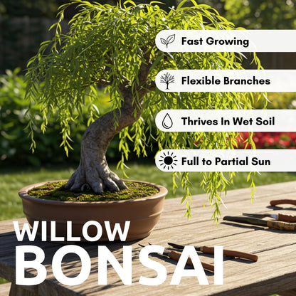 CZ Grain Bonsai Green Weeping Willow Tree Cutting - Thick Trunk Start, Dwarf Bonsai Material