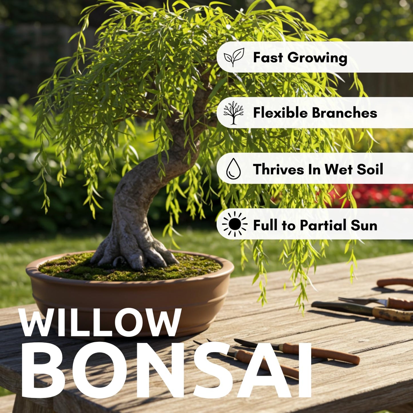 Hey Dina Willow Bonsai Tree - Thick Trunk Cutting, Fast Growing - Easy Care Indoor/Outdoor Bonsai – Living Gift for Beginners or Plant Enthusiasts