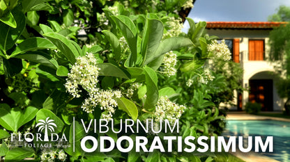 Viburnum Odoratissimum | 10 Live Plants | Viburnum odoratissimum | Fast Growing Privacy Hedge | Evergreen Screening Shrub