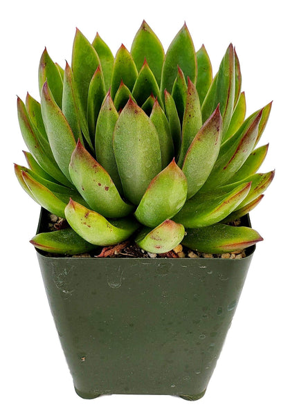 Live Green and Red Echeveria Agavoides Lipstick Succulent Plant - Stunning Rosette Drought-Tolerant Indoor/Outdoor Decor - Unique and Hardy Cactus Variety Rooted in Soil with Pot