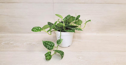 Scindapsus Pictus Argyraeus ‘Silver Satin Pothos’ - Live Indoor Plants in 4" Pot, Elegant Houseplants for Home Decor | Plants Live Houseplants by 3exoticgreen