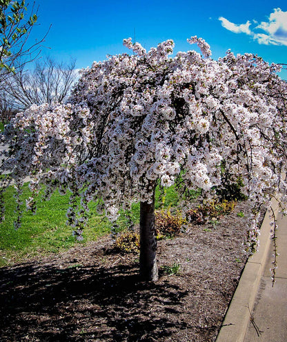 Weeping Cherry Blossom Tree Plant, 8 to 12 Inch Tall Dwarf Weeping Cherry Blossom Tree Plant, Live Cherry Blossom Plant in Pot, White Cherry Flower Plant