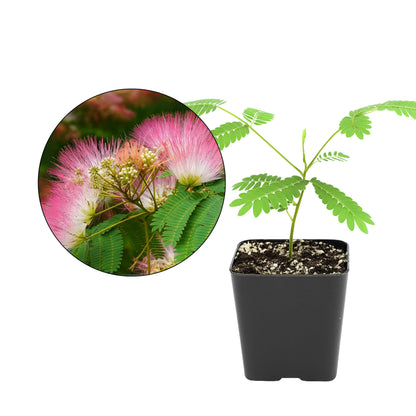 Pink Flower Persian Mimosa Silk Tree Live Starter Plant Albizia Julibrissin 2 Inch Pot (1)