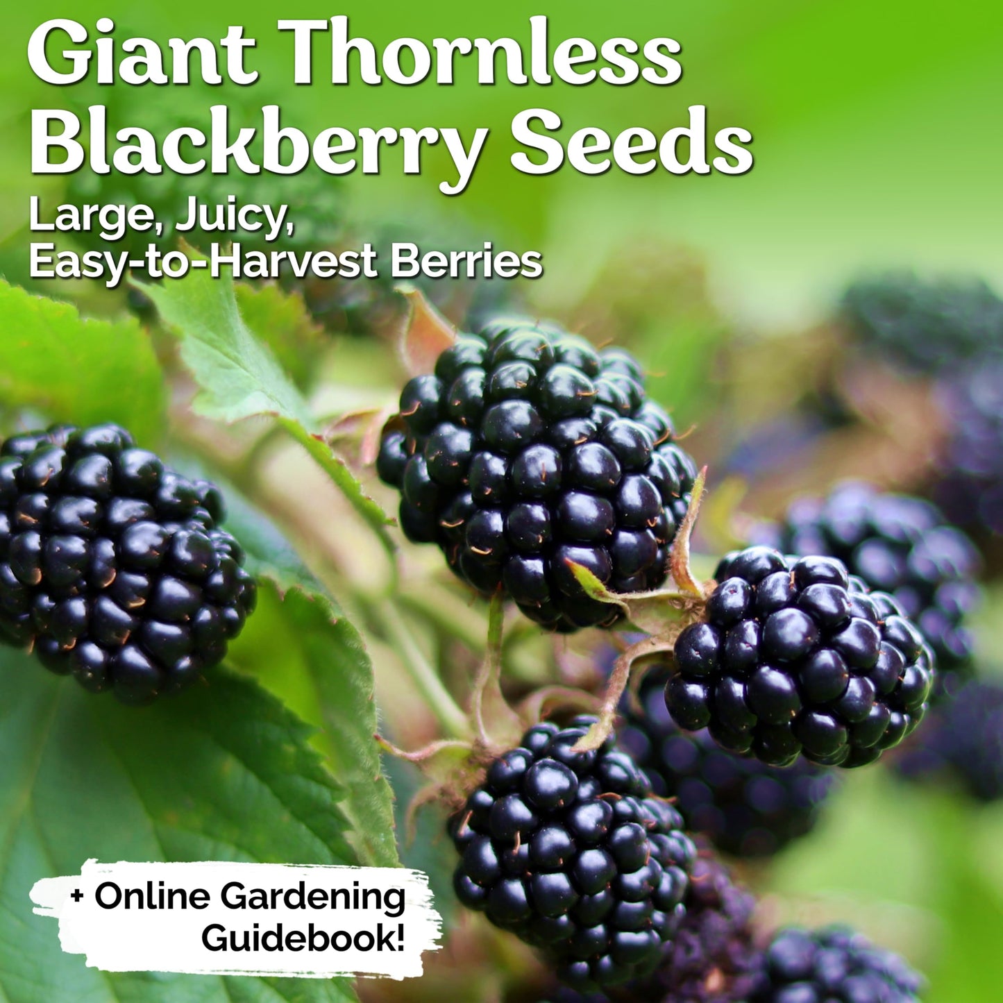 KVITER 300 Giant Thornless BlackBerry Seeds (Rubus Fruticosus) – Triple Crown BlackBerry Bush Seed, Huge & Sweet Organic Fruit Berries – Blackberries Heirloom Seeds for Outdoor Garden & Containers