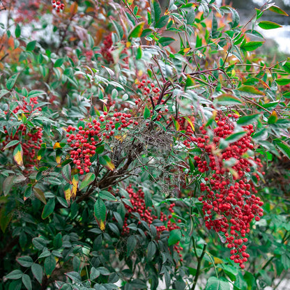 PERFECT PLANTS Gulfstream Nandina 3 Gal. Pot | Heavenly Bamboo | Low Maintenance | Vibrant Color Changing Foliage