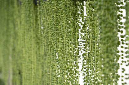 String of Pearls Plant Live Succulents in Hanging Planter, Succulents Plants Live Houseplants Mini Succulents, String of Pearls Live Succulent Live Plants Indoor Plant Indoor Plants by Plants for Pets