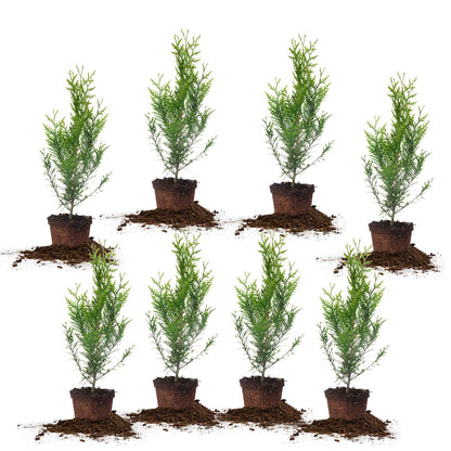 Perfect Plants Thuja Green Giant 2ft. Tall 8-Pack | Privacy Evergreen Arborvitae | Adaptable Lush Green Foliage