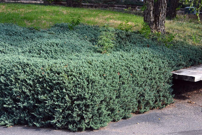 Juniper Bar Harbor - 1 Live Gallon Size Plant - Juniperus Horizontalis - Drought Tolerant Cold Hardy Evergreen Groundcover