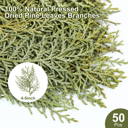 Jtoder Real Pressed Pine Leaves Branches for Christmas Crafts, Natural Dried Botanicals for Resin Ornaments, Wreath Making, Scrapbooking, Festive DIY Home Decor