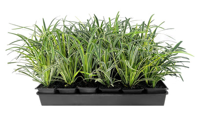 Variegated Liriope | 9 Live 4 Inch Pots | Liriope Muscari Variegata | Ornamental Ground Cover Plants | Evergreen Foliage