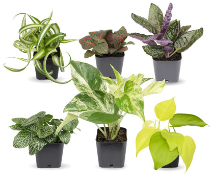 Altman Plants Live Pothos Plants (4PK) and Easy to Grow Houseplants (Pack of 6) Indoor Plants in Containers