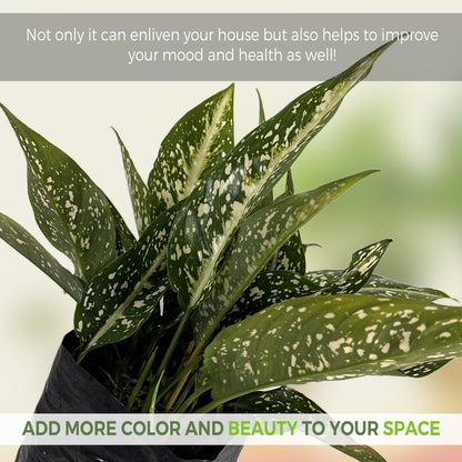 LEAL PLANTS ECUADOR Aglaonema Perdiz| Vibrant Chinese Evergreen | Easy-Care Indoor Plants | Lush Tropical Décor | Air-Purifying Houseplants | Ideal for Bright Spaces