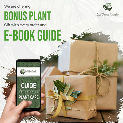 LEAL PLANTS ECUADOR Epipremnum Aureum (Pack of 2)|Golden Pothos Epipremnum Climbing Plant|Jade Epipremnum Aureum Live Houseplant| Pothos Live Plant