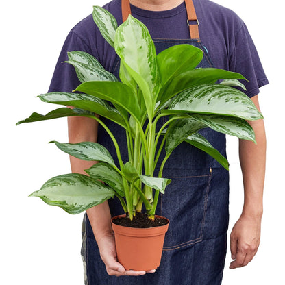9 Pack Chinese Evergreen 'Silver Bay' in 6in Pot - Live Plants Tropical Houseplants | Variegated | USA Growers | The Snobby Leaf