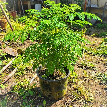 Established Moringa Plant Live Tree 2-3 Feet Tall in 1 Gallon Pot, Malunggay Plant Live, Moringa Oleifera Tree Plant Live, Drumstick Horseradish