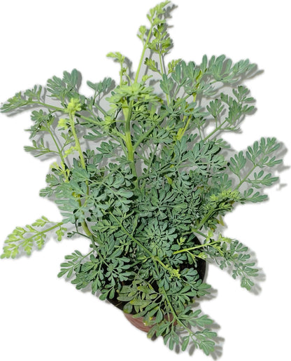 Botanica la Marina Ruda Plant Common Rue Ruta graveolens Herb of Grace, green