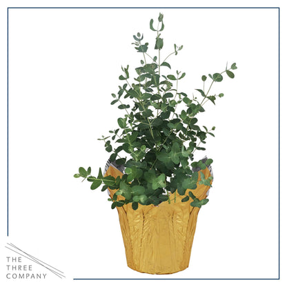 Live Aromatic and Healthy Herb - Eucalyptus, Improves Air Quality, Wrapped in Deco Cover, 14" Tall by 6" Wide in 1.25 Quart Pot