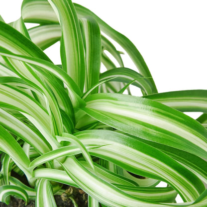 Bonnie' Curly Spider Plant | Live Plant for Indoor & Outdoor | for Living Room, Office, Bathroom | (4" Pot)